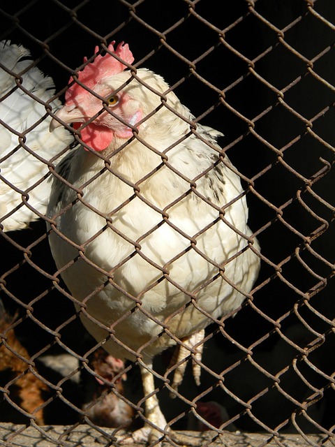 太阳队遭遇8连败，前十争夺岌岌可危！杜兰特疲态显露，4大劣势限制冲击力.