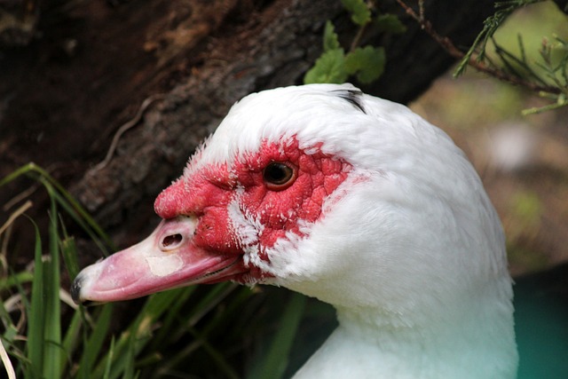 曝尤文主席拒絕退出歐超 將重新籌劃制定新賽制.